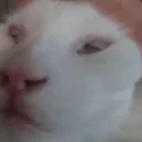 ApolloGuh emote for Discord