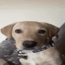 ApolloTilt emote for Discord