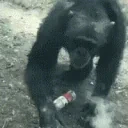 apesmoke emote for Discord