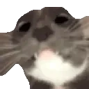 AREYOUAGIRL emote for Discord