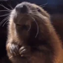 AREYOUABOBER emote for Discord