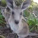 AREYOUACUNT emote for Discord