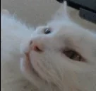 apolloErm emote for Discord