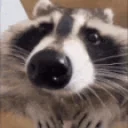 AreYouaRaccoon emote for Discord