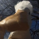 AREYOUAGOOSE emote for Discord