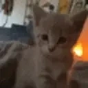 AREYOUBRITISH emote for Discord