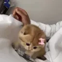 aquiRich emote for Discord