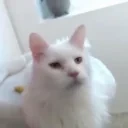 apolloDevoursYou emote for Discord