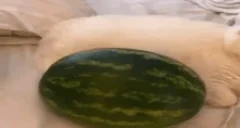 arbuz emote for Discord