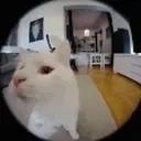 AREYOUASOYBOY emote for Discord