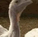 AREYOUABIRD emote for Discord