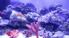 Aquarium emote for Discord