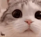 AREYOUAFEMBOY emote for Discord