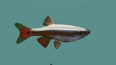 aquacoub emote for Discord