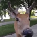 AREYOUADEER emote for Discord