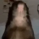 AREYOUARAT emote for Discord