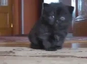 AREYOUMADATME emote for Discord