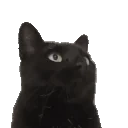 AREYOUASNACK emote for Discord