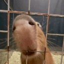 AREYOUACAPYBARA emote for Discord