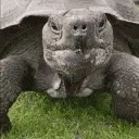 AREYOUATORTOISE emote for Discord