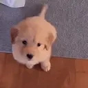 arf emote for Discord