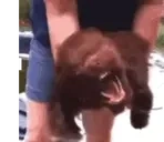 ARFARFARF emote for Discord