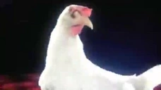 AREYOUACHICKEN emote for Discord