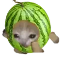 arbuzRun emote for Discord