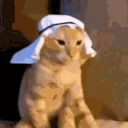 ArabicCat emote for Discord