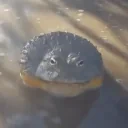 AREYOUAFROG emote for Discord