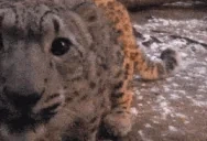 AREYOUALEOPARD emote for Discord