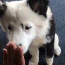 aryaHIGHFIVE emote for Discord