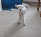 AREYOUALAMB emote for Discord