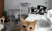 AreUaWeeb emote for Discord