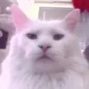 areyoudonenymn emote for Discord