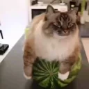 arbuz emote for Discord