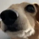 AREYOUALARRY emote for Discord