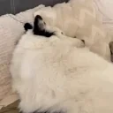 aryaWAKEUP emote for Discord