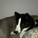 aryaATTACK emote for Discord