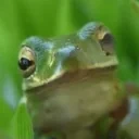 AREYOUAFROG emote for Discord