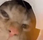 AREYOUAGIRL emote for Discord