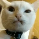 arggg emote for Discord