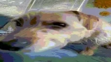 AREYOUABOOMER emote for Discord