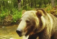 AREYOUABEAR emote for Discord