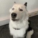 aryaTALK emote for Discord