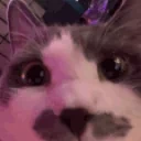 AREYOUAGIRL emote for Discord