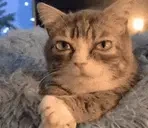 areyoudone emote for Discord