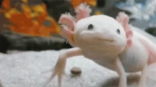 AxolotlArrive emote for Discord
