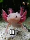 AxolotlWave emote for Discord
