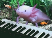 AxolotlJam emote for Discord